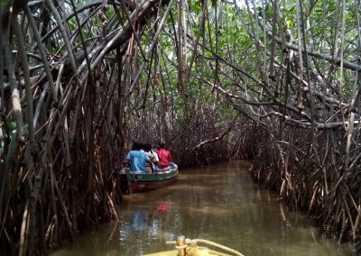 Pichavaram Mangrove Forest Indias Second Largest Mangrove Forest (28)