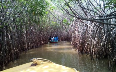 Pichavaram Mangrove Forest India’s Second Largest Mangrove Forest
